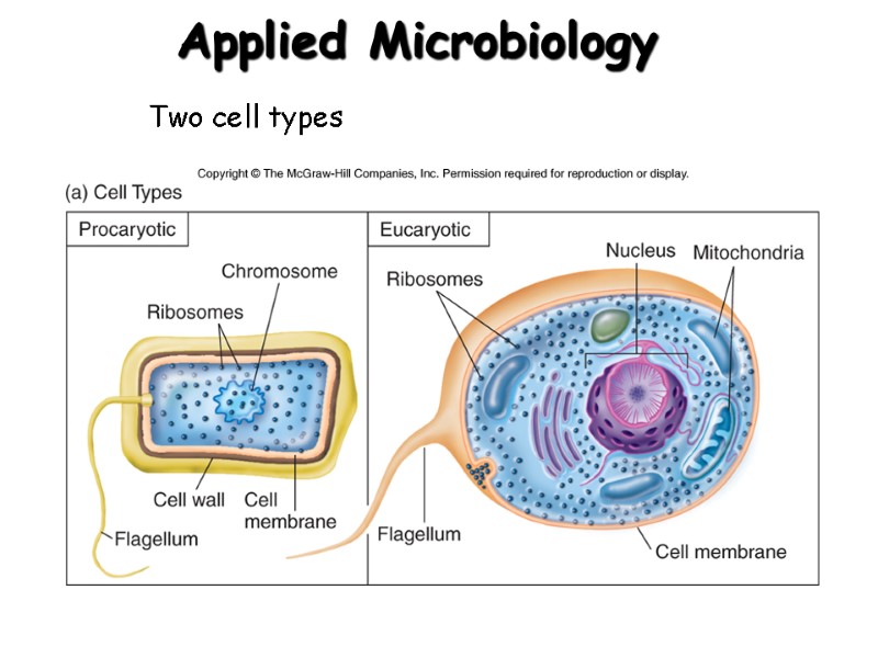 Two cell types Applied Microbiology